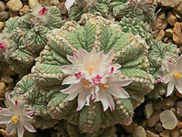 Aztekium ritteri